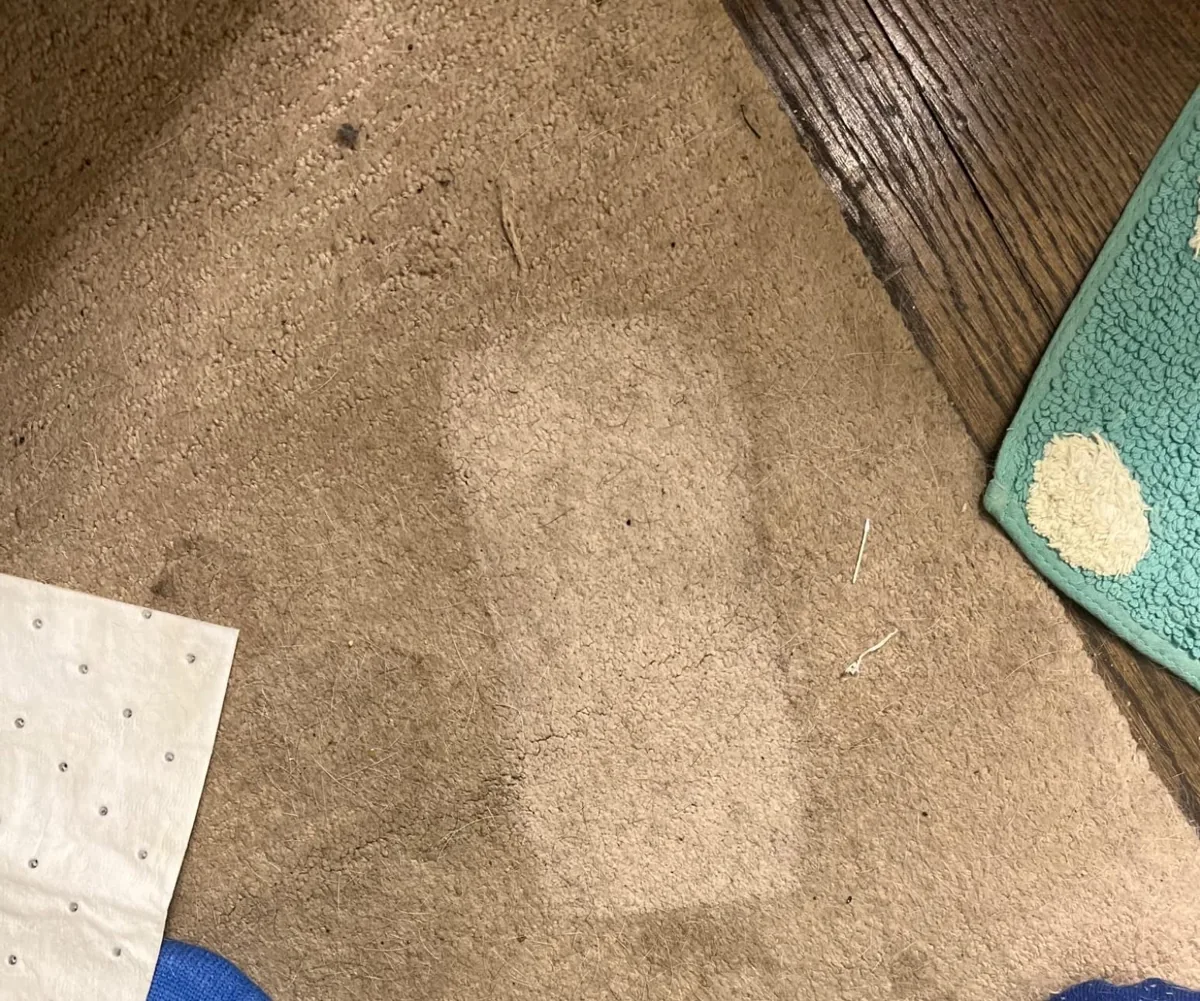 Beige carpet with a visibly lighter clean patch next to a used stain removal pad