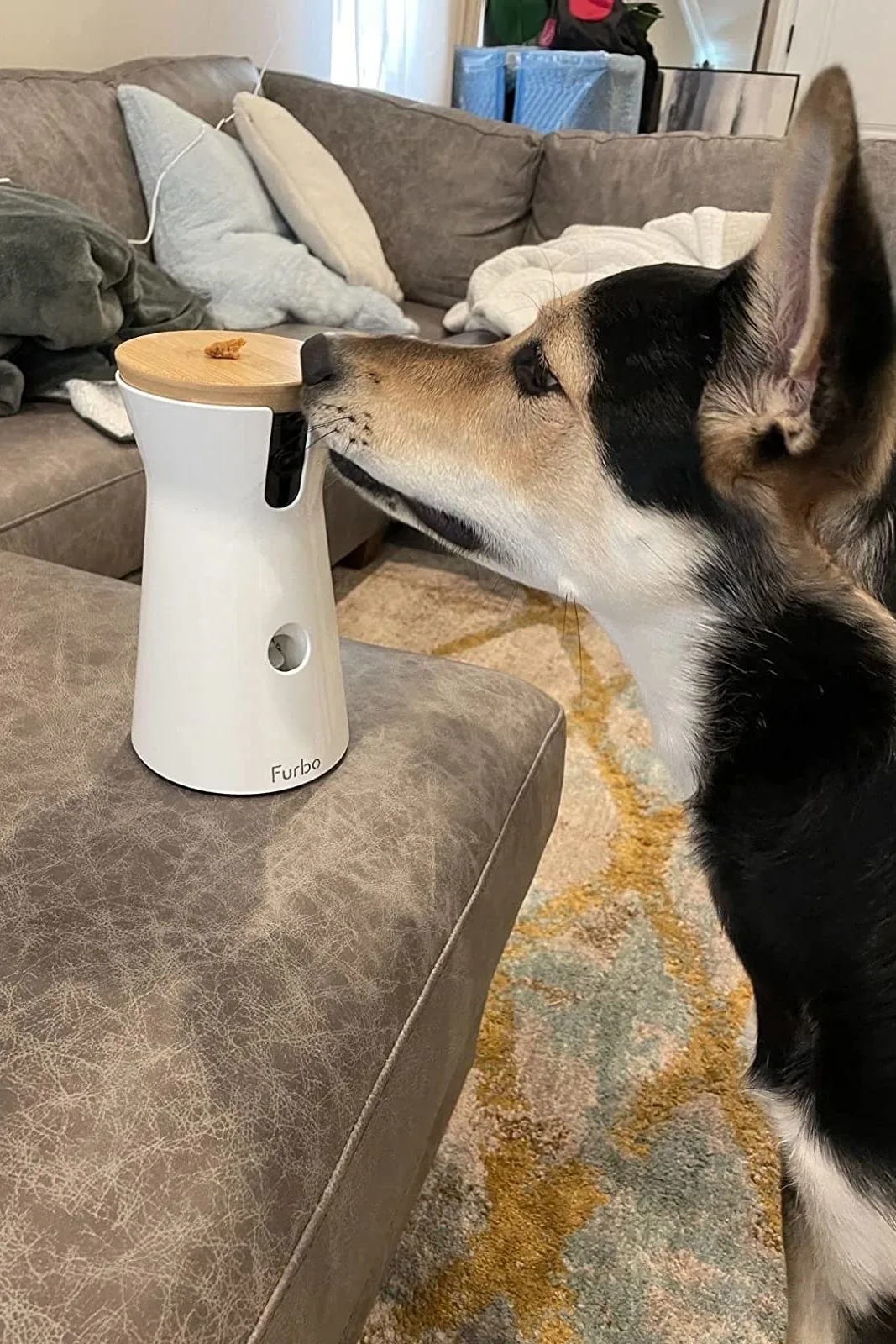 Dog sniffing a white Furbo rotating treat-tossing camera on a side table