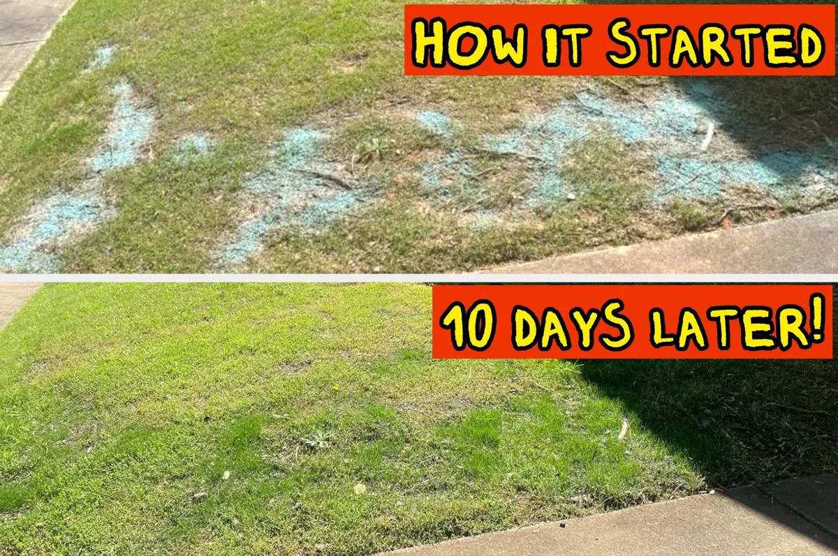 Bare lawn patch sprinkled with grass seed mix and the same spot later grown in