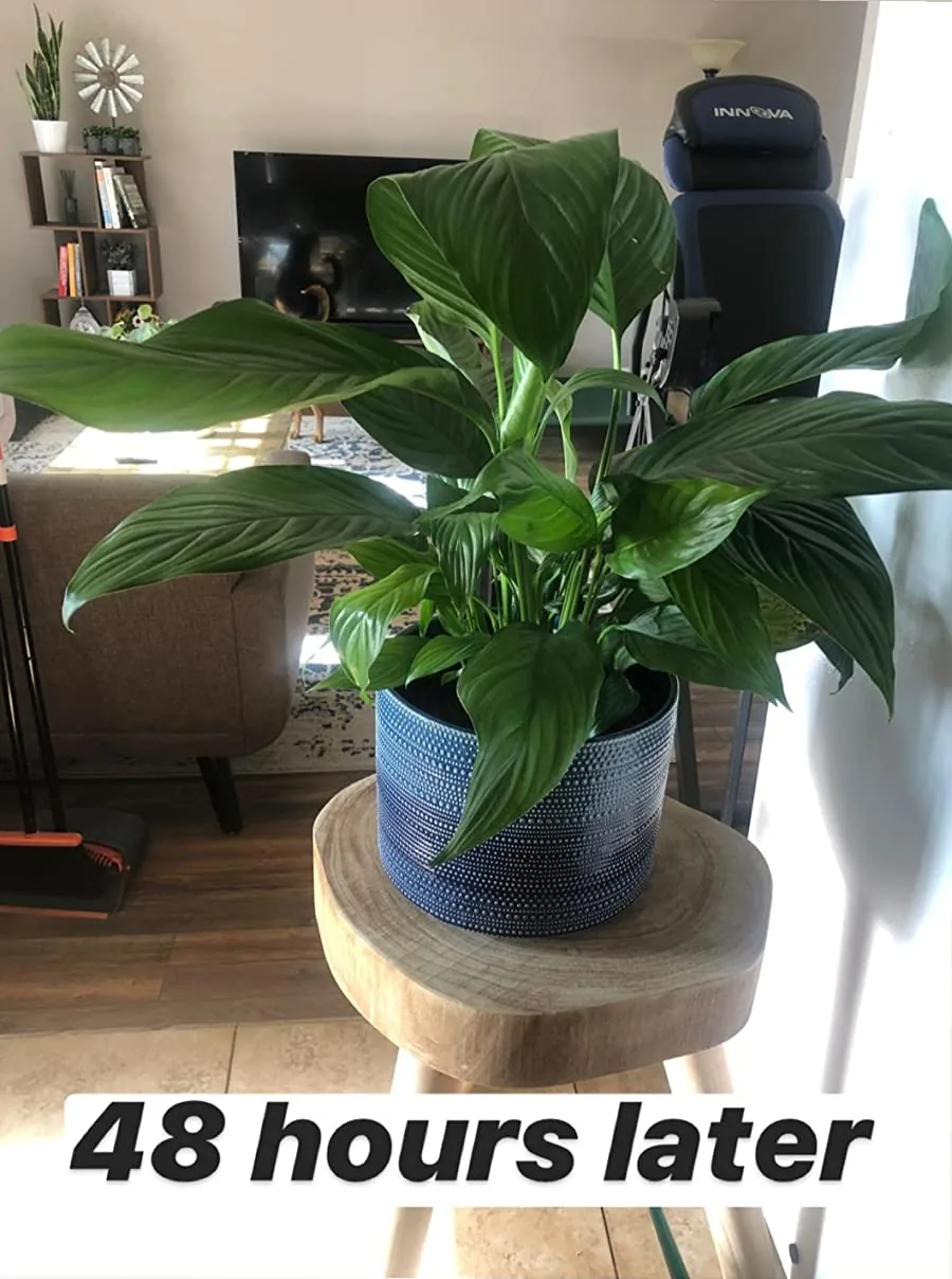 Healthy, upright houseplant after being fed with indoor plant food spikes