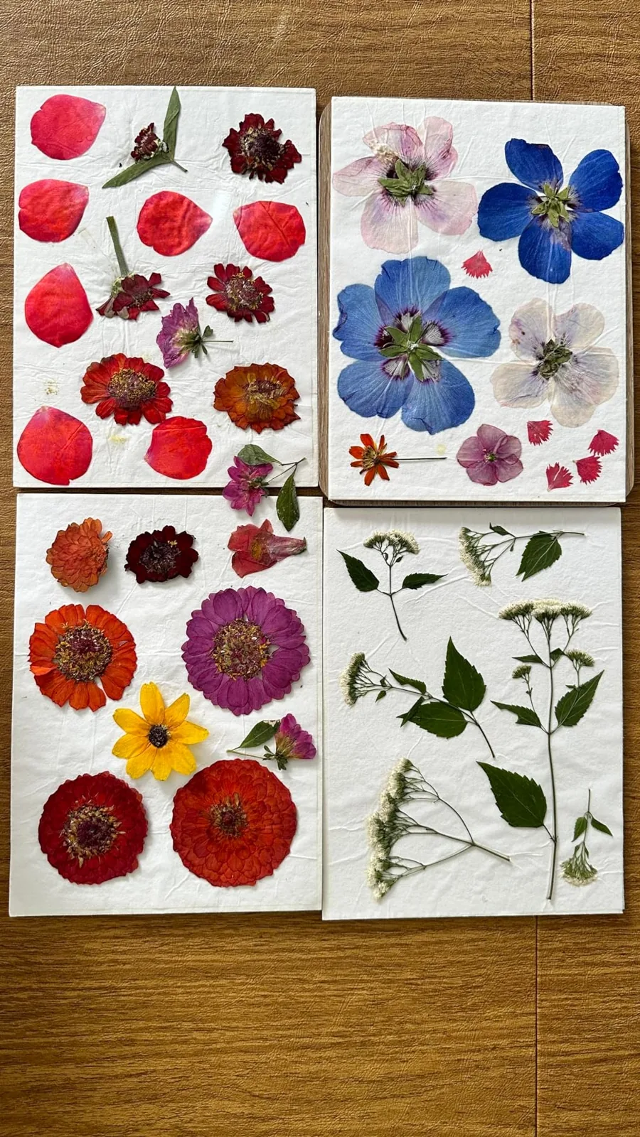 Pressed flower art with assorted blooms and leaves