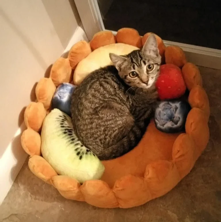 S-Lifeeling Fruit Tart Pet Bed