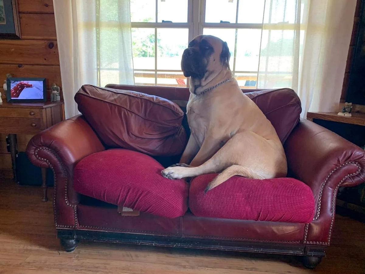 Large dog sitting on a small couch fitted with stretch seat cushion covers