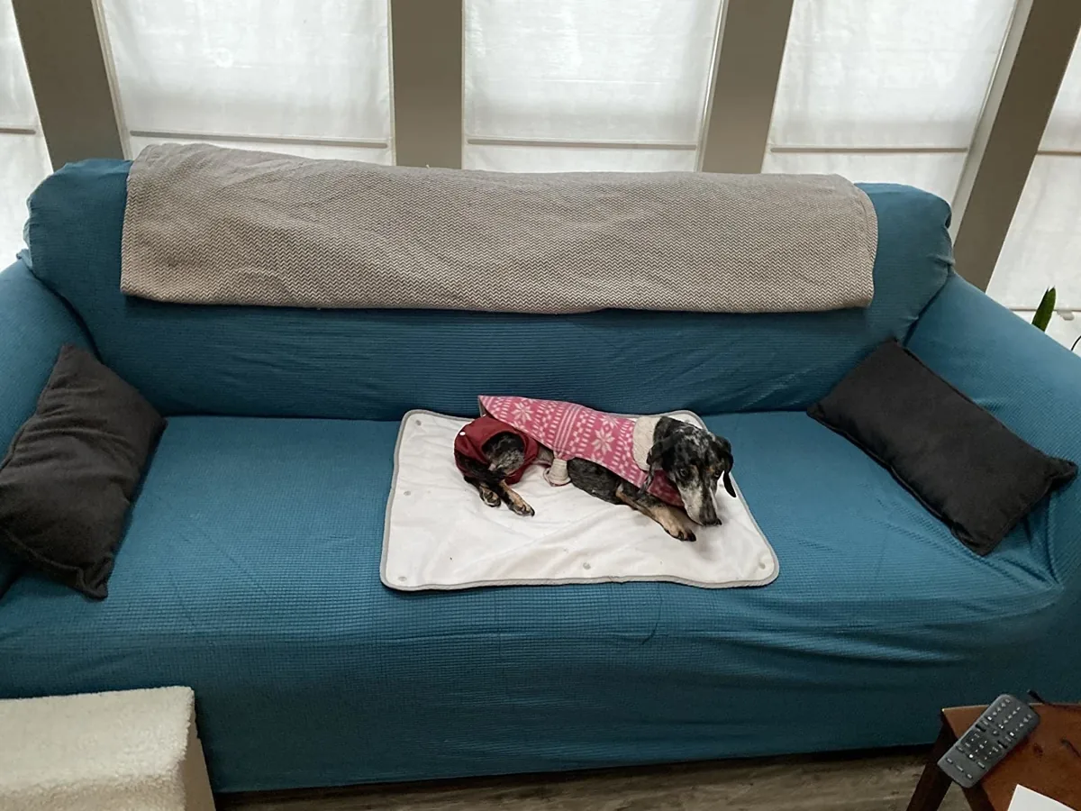Blue waterproof one-piece slipcover on a couch with an older dachshund lying on it